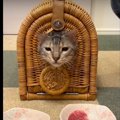 猫ちゃんが自分で選んだご馳走を全部混ぜてあげてみた結果…！