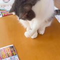 抜け落ちた『自分のヒゲ』を取るのに失敗し続ける猫…最後に見せた『予…