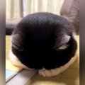 ニャルソックに疲れ、寝ちゃった白黒猫→あまりにも『100点満点のごめん寝…