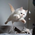 猫が高所から飛ぶ『フライングキャットシンドローム』症状や原因、対処法…