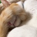 キャットタワーで寝ている猫を『寝室』に誘ったら…まるで『人間同士のよう…