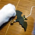 魔女猫に大変身♪ハロウィンで使える猫用帽子を手作りしてみよう！