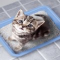 猫に『トイレトレーニング』を上手に教えるポイント5つ　覚えられない…