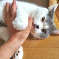 猫が飼い主より来客に懐く時の心理５選