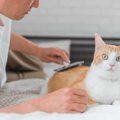 猫の『老化サイン』5つ！飼い主がより気を付けるべきこととは