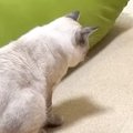 先輩犬の『プリケツ』を見つめる猫→次の瞬間…まさかの行動に笑ってし…