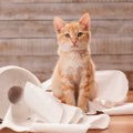 「猫の逆襲」をくらう飼い主の行動３つ