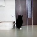 入院していたママが10日ぶりに帰ってきた結果→猫が……再会で見せた"反…