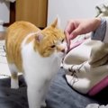 『ごはんはまだですか！？』朝から飼い主さんにアピールする猫ちゃん♡