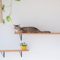 猫の長寿につながる『環境づくり』のポイント5つ　愛猫の健康を守るために…