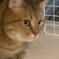 動く布団に夢中になった『猫』→飼い主が大きく動かした次の瞬間…まさかの…