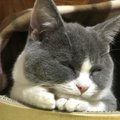 暖房の季節到来！猫のいる部屋で絶対注意すべき湿度管理のポイント５つ