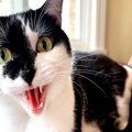 『気性が荒い猫』が持っている3つの特徴　怒りやすい原因から攻撃してくる…