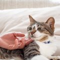 猫を満足させる『スキンシップ』のポイント4つ　喜んでもらうコツや心…