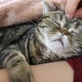 猫に拒否されない『抱っこ』の秘訣４つ