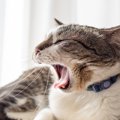 猫の『あくび』に隠されている3つの理由　眠いとは限らない？注意すべきケ…
