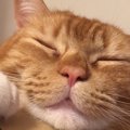 猫を飼うと起こる『暮らしの変化』５つ