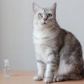 猫に『消毒液』は毒！有害である理由2選　拭き掃除や手指の消毒…どうすれ…