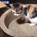 いよいよ中盤！新入り猫と先住猫の顔合わせのための『プロセスその３』