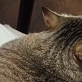 椅子の上にいた猫の『フォルム』が……幻の生物そっくりな光景に笑って…