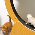 猫たちにキャットホイールを与えた結果→オブジェと化してしまい…３日後に…