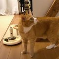 『はじめまして』トライアルを経て家族になった子猫ちゃん♡