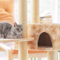 猫の飼い方のポイント、準備するものやしつけの注意点など