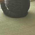 猫に破られた『障子』→破れた部分だけきれいに切り取った結果…『可愛すぎ…