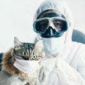 猫に致命的なダメージを与える有害物5つ