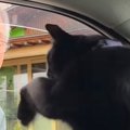 故郷にいるおじいちゃんとの"別れ際"に…猫がとった『まさか…