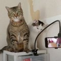 カメラが気になる猫さん！まるで映画監督？