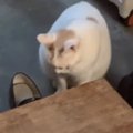 パパが帰ってくる30分前から『玄関で待機する猫』…一途で可愛らしい光景が…