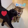 疲れちゃう？三角関係な3匹の猫さんたち！