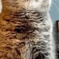 何かを見つめる猫→よく見てみたら、『おヒゲ』が……凄いことになってい…