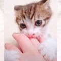 噛みつき子猫が『人間の威力』を知った結果…まさかの表情が可愛すぎる…