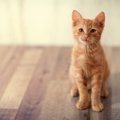 ションボリ…猫が『悲しい』と思っているときに見せるサイン3つ　猫を…