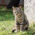 猫の糞に困った時に効果的な対策や処理方法・撃退グッズについて