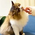 『年齢不詳の猫』を動物病院に連れて行った結果…獣医師が放った『信じ…