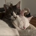 『可愛すぎるバックハグ』ソファでまどろむ兄猫の背中に、妹猫がぴったり…