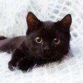 もうすぐ『黒猫感謝の日』！神秘的な『黒猫』の魅力3選　記念日の由来…