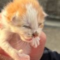 猛暑日に1匹で鳴いていた『生まれて間もない子猫』…保護した日の光景が132…