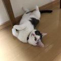 本当は甘えたいけれど甘え方が分からない猫の特徴3つ