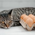 猫に『卵』を与えるときに注意すべきこと4つ　もたらすメリットや正し…
