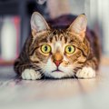 猫に『不信感』を与えてしまう飼い主の行動５つ