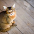 猫が人間を信じられなくなる原因５つ