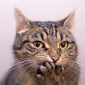 猫が飼い主を『からかっている』ときにみせるサイン4つ　ちょっかいを出す…