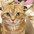 猫が『愛している人』だけに送る4つのサイン