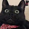 『キャットタワーでくつろぐ黒猫』の手を見てみると…思わず二度見した…