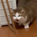 保護子猫たちに『シャー』と威嚇していた先住猫→気になって何度もやっ…