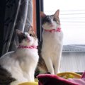 猫を多頭飼いをする時、必ず知っておきたいコツやメリット・デメリット